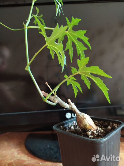 Циссус каудексный