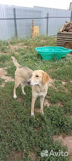 Собака порода русская гончая в добрые руки