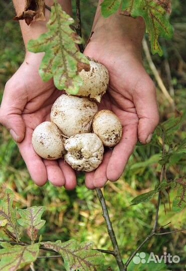 Гриб Веселка (Москва Муэр пория Эноки Рейши Эноки