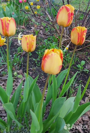 Тюльпаны на срез