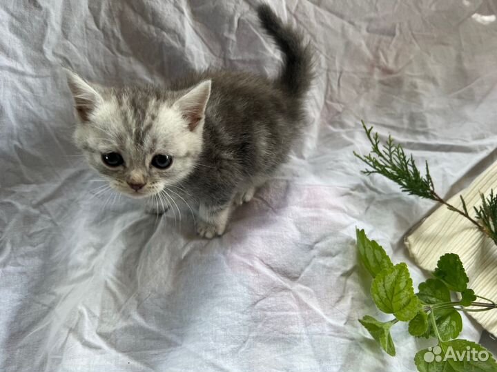 Британский котенок девочка