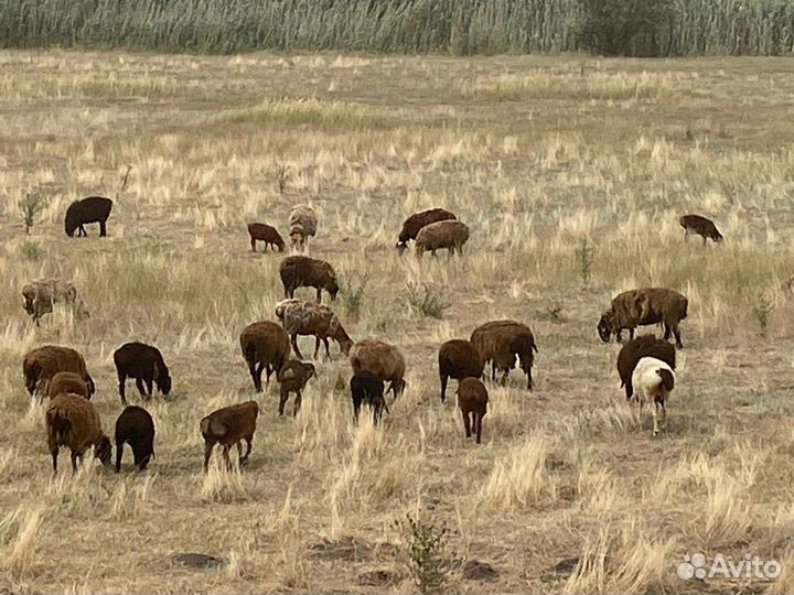 Матка, ярка бараны