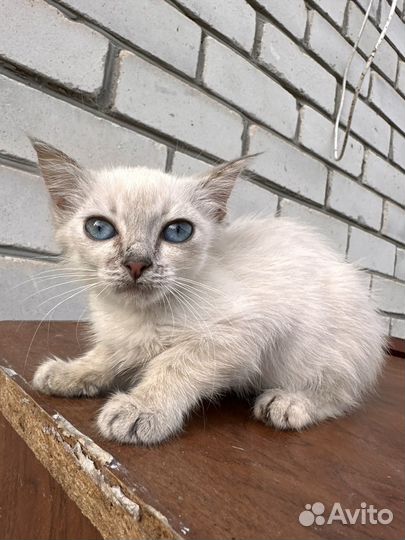 Кошечка в добрые руки