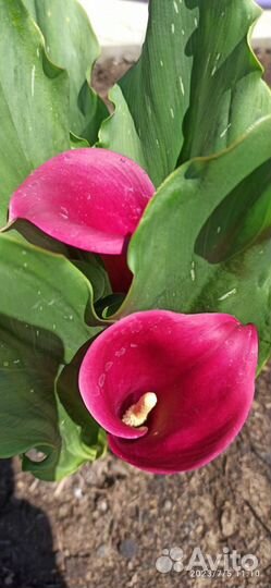 Клубни каллы