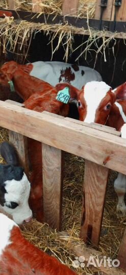 Телята. Доставка бесплатно