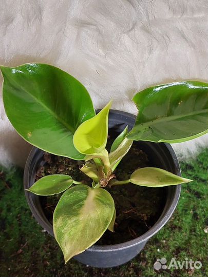 Филодендрон мунлайт