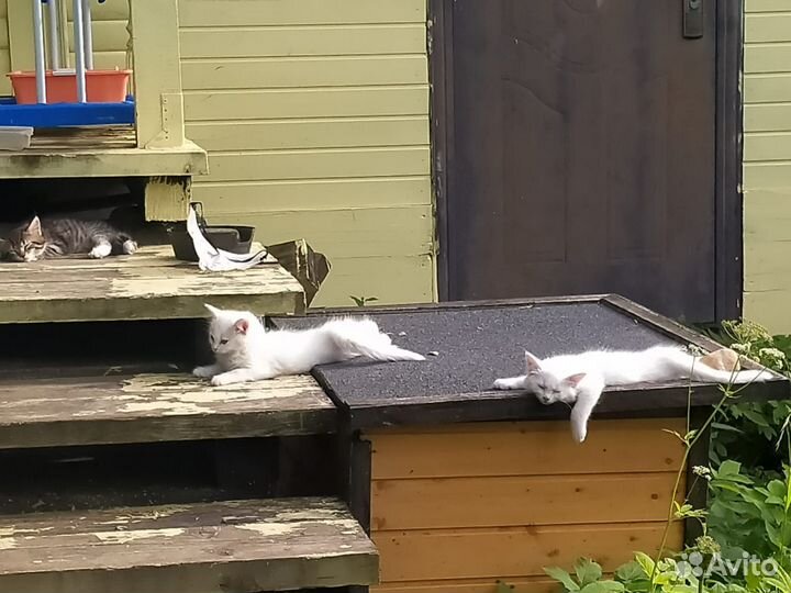 Два котёнка (девочки) 3 мес