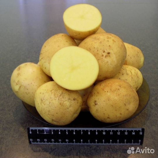 Семенной картофель