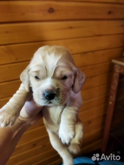 Кокер спаниель английский