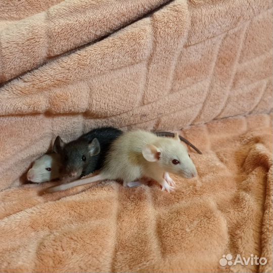 Крысята дамбо