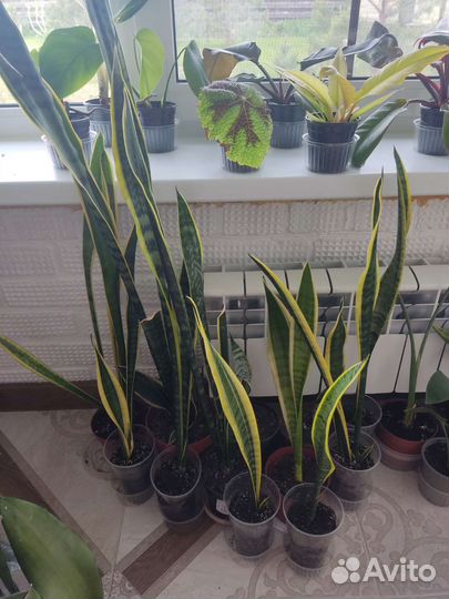 Сансевиерия лауренти