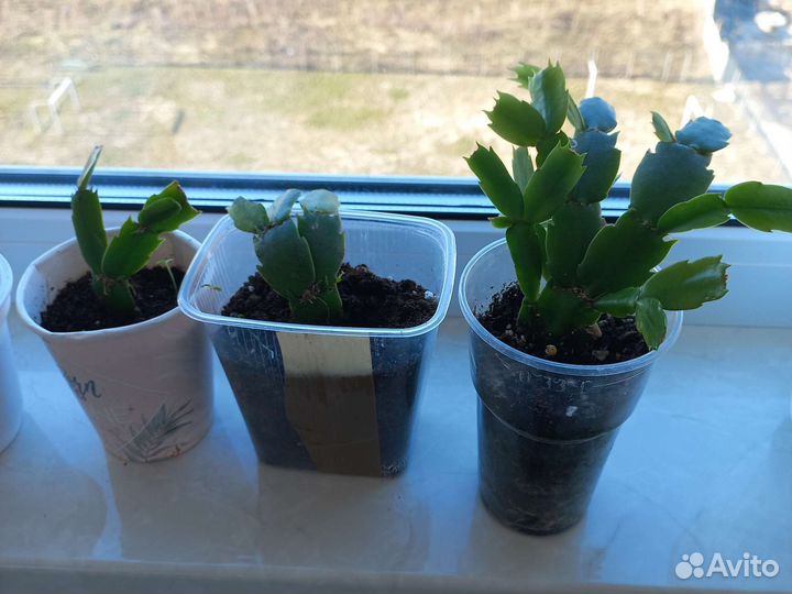 Декабрист шлюмбергера