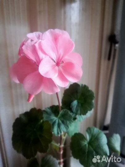 Столетник. алоэ