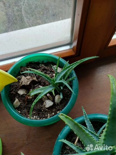 Денежное дерево красула толстянка