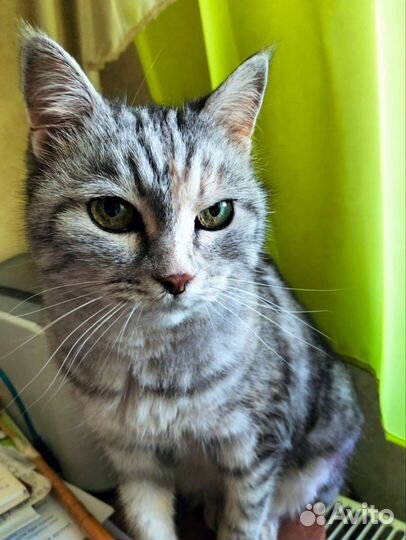 Кошка Серый комок счастья)