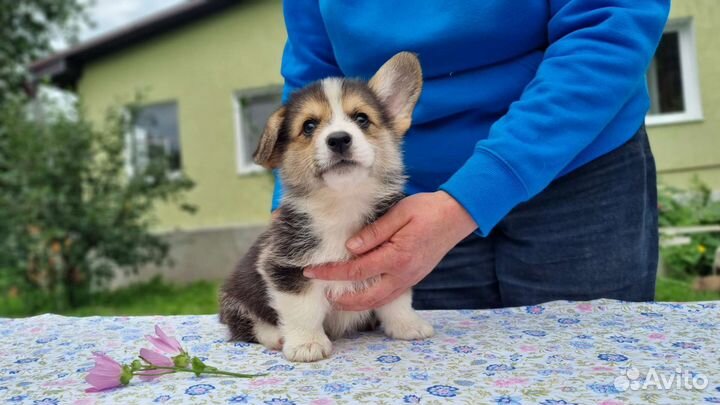 Вельш-корги пемброк