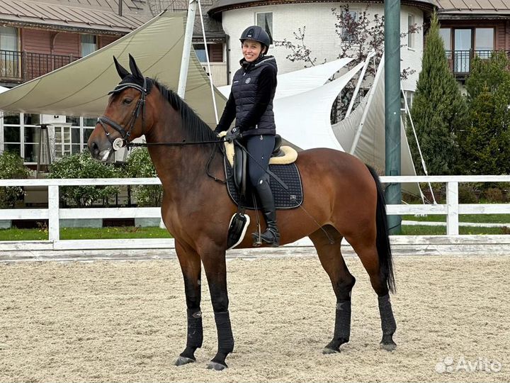 Перспективная кобыла в спорт