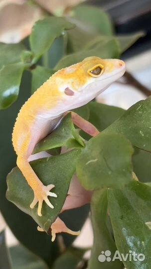 Пятнистый эублефар