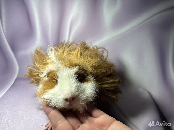 Морские свинки длинношерстные