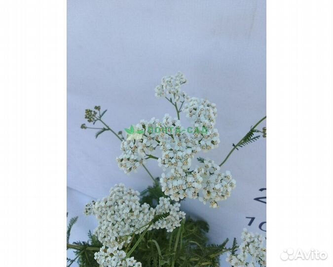 Тысячелистник обыкновенный Weisses Wunder