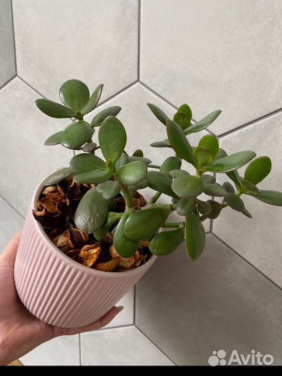 Толстянка. Денежное дерево