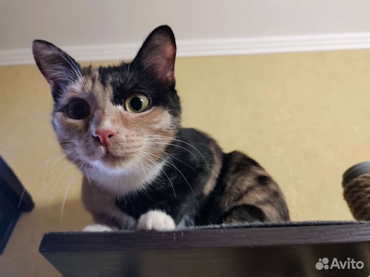 Передержка кошек