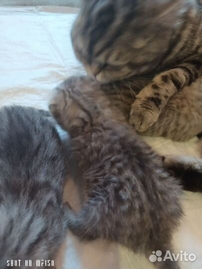 Британские котята