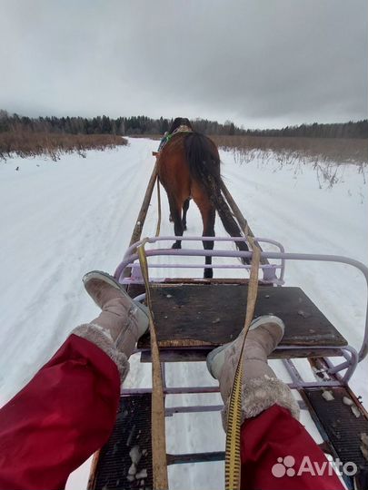 Покататься на Санях