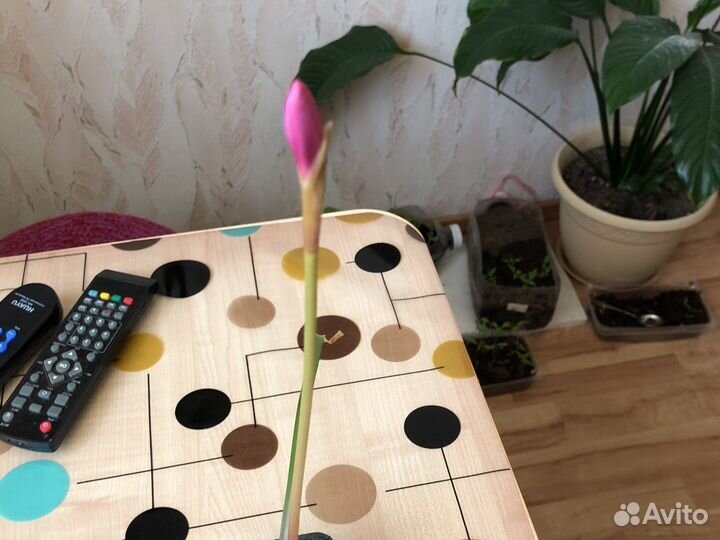 Зефирантес