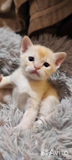 Бурманская