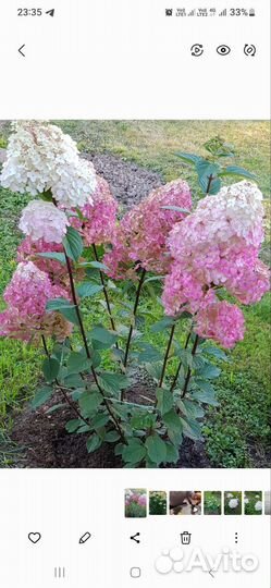 Самарская Лидия и многолетники для дачи