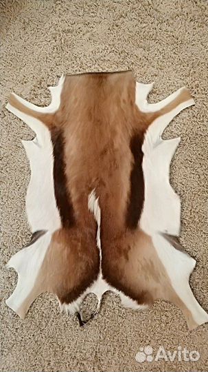 Шкура спрингбока (антилопа)