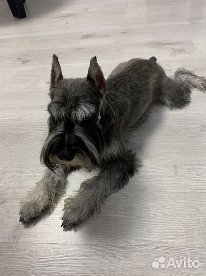 Цвергшнауцер
