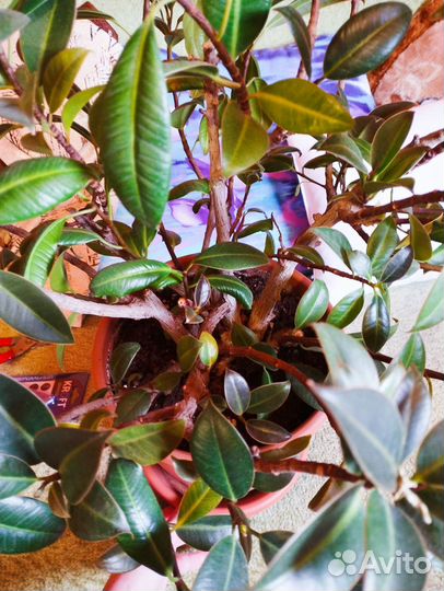 Фикус эластика каучуконосный мелани (черенки)