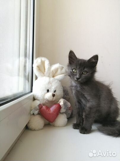 Котенок мальчик