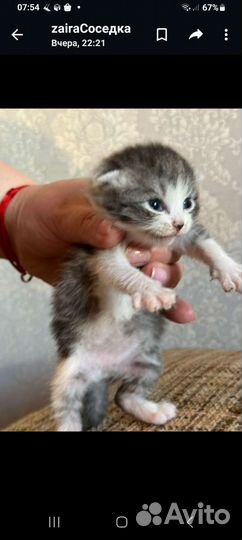 Вислоухие котята в добрые руки