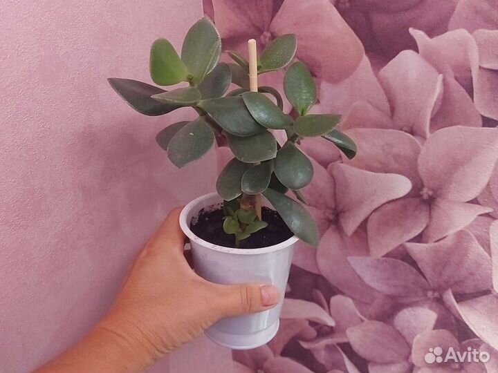 Комнатные цветы алоэ