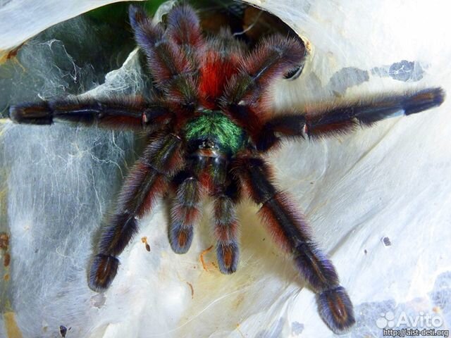 Паук птицеед Avicularia versicolor L2-3