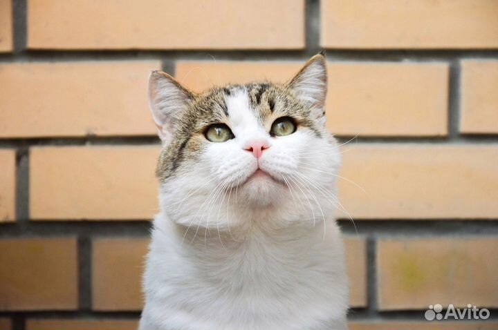 Ласковый и чистоплотный котик Сережа