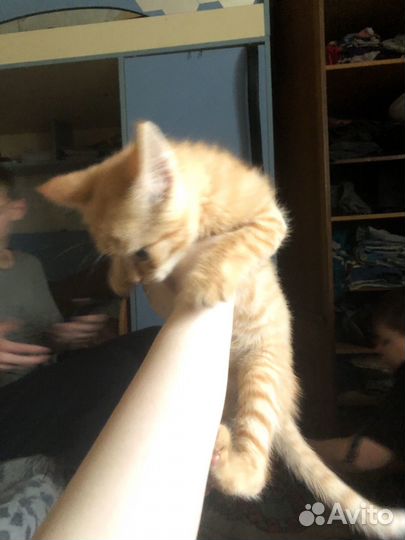 Кот