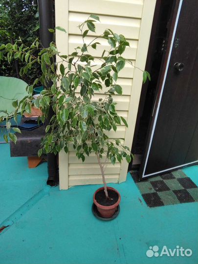 Цветы комнатные