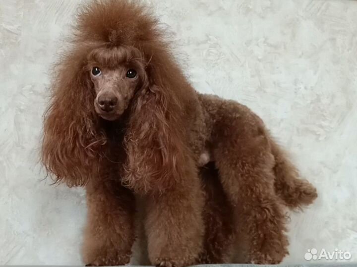 Пудель вязка