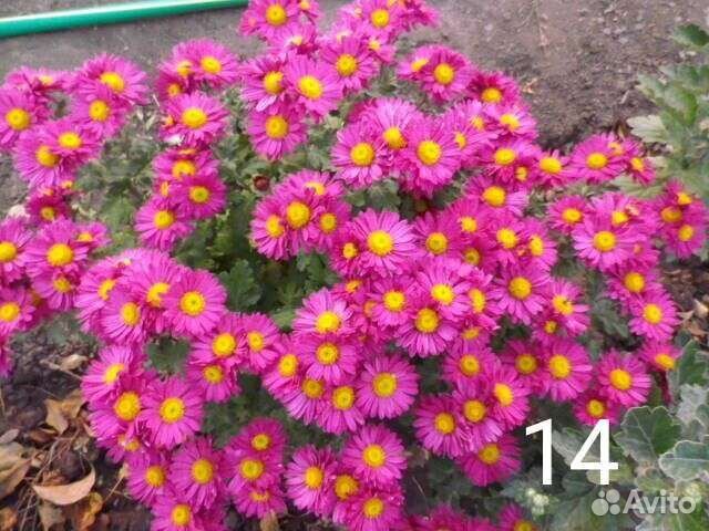 Хризантема мультифлора