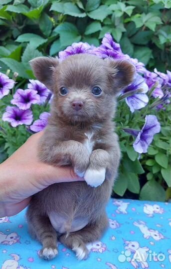 Лиловый красавчик