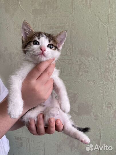 Котенок девочка родилась 8 марта