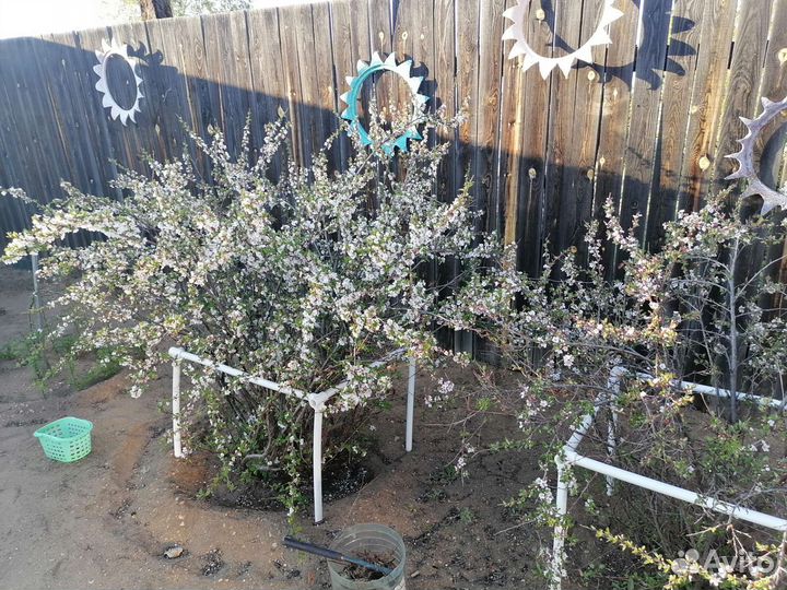 Войлочная вишня, саженцы