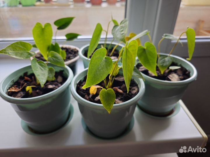 Комнатные цветы антуриум