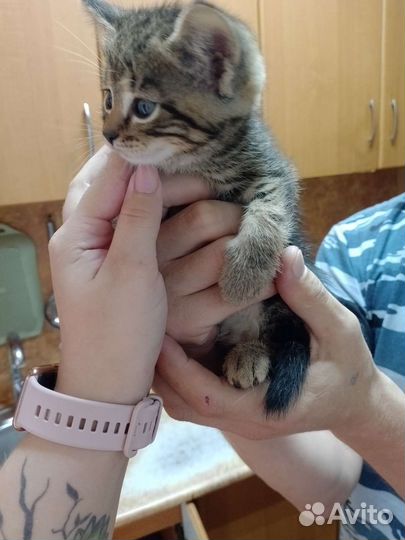 Котятки от родителей мышеловов