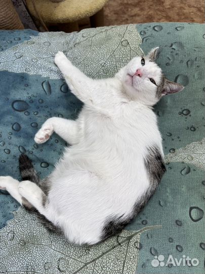 Его хотели усыпить