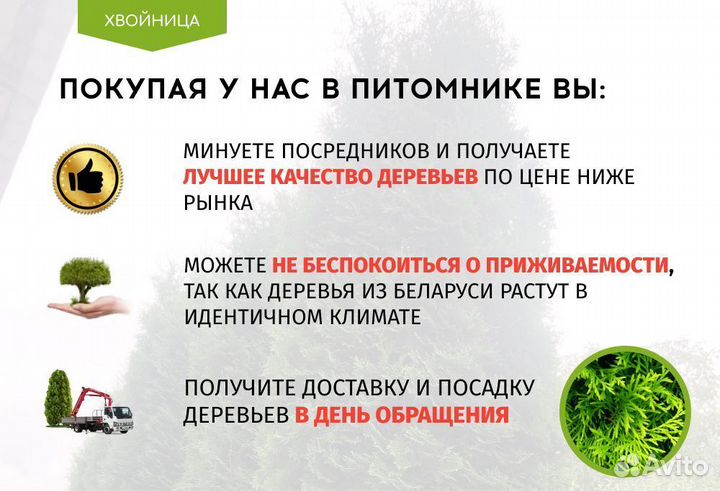 Туя для изгороди